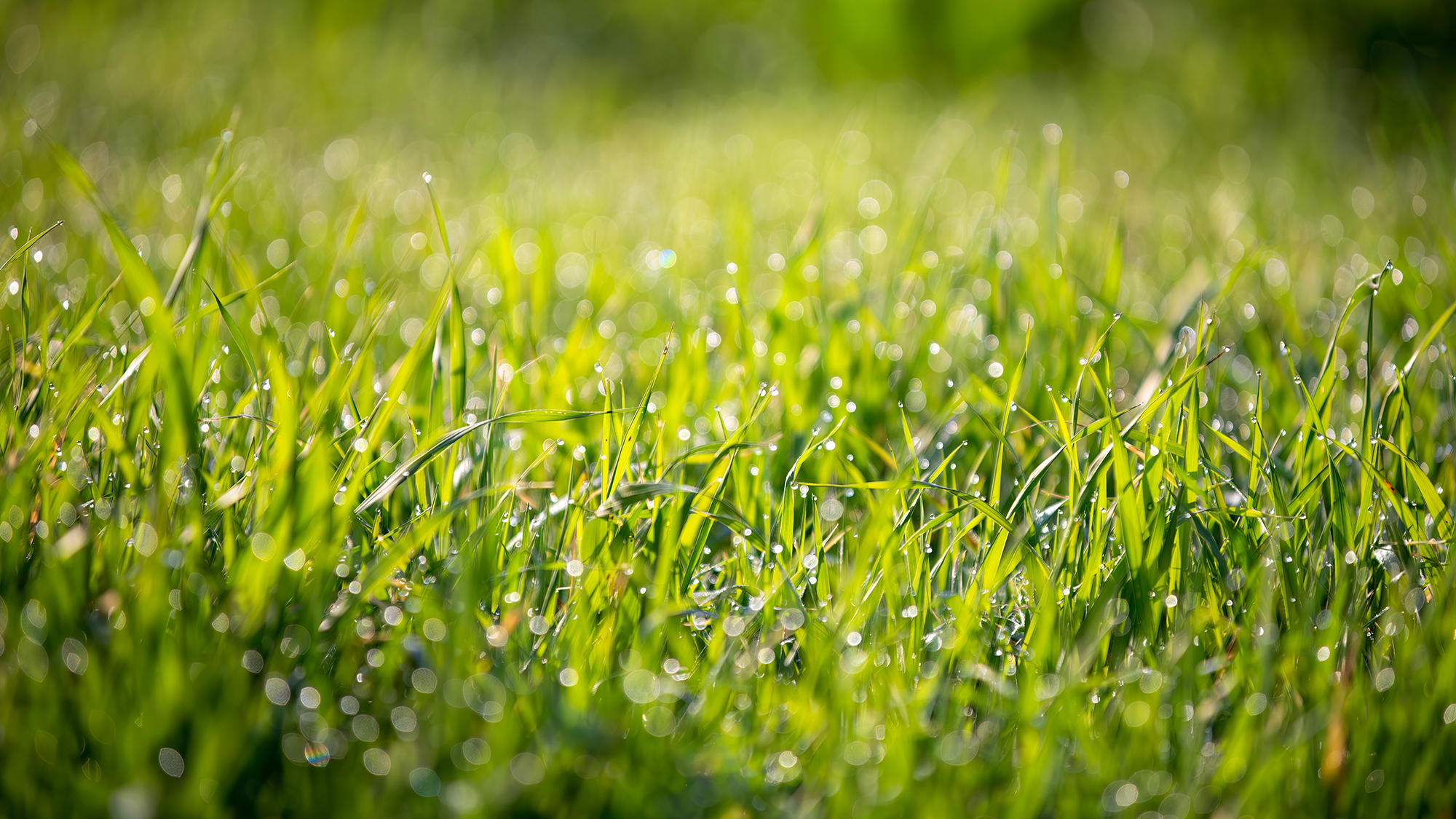 Lawn covered with rain drops