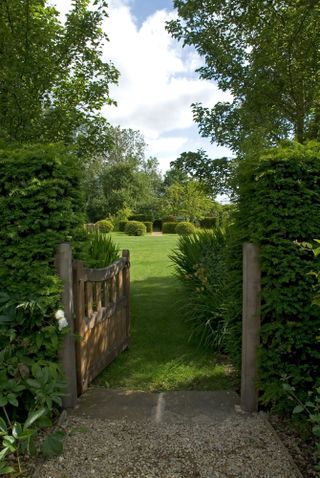 yew tree hedge with gateway through to garden