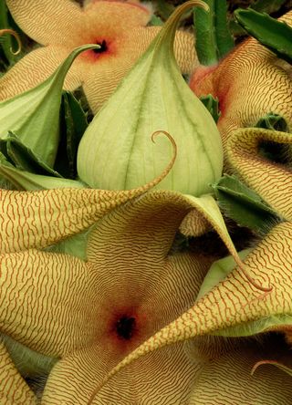 Tanzania for the unreal-looking carrion plant