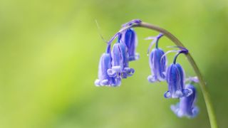 English bluebells