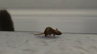 The Sims 4 mouse