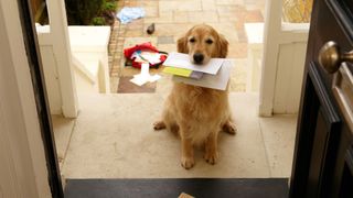 Dog with mail in its mouth