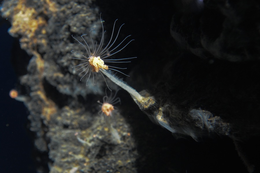 sea vent