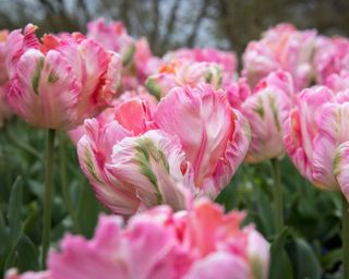 pink and green Apricot Parrot tulips