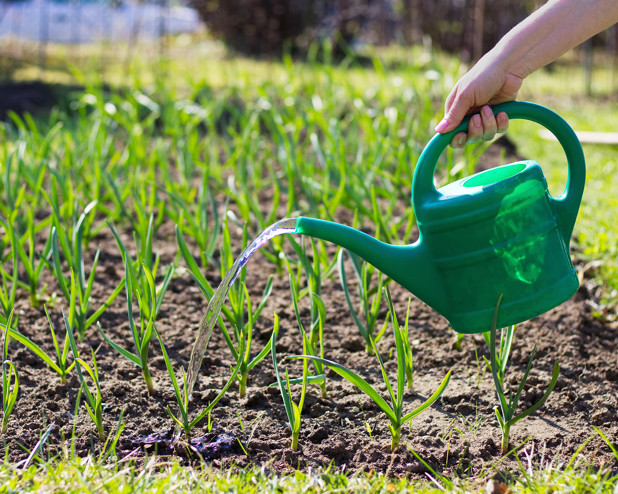 Gardener waters garlic in vegetable patch