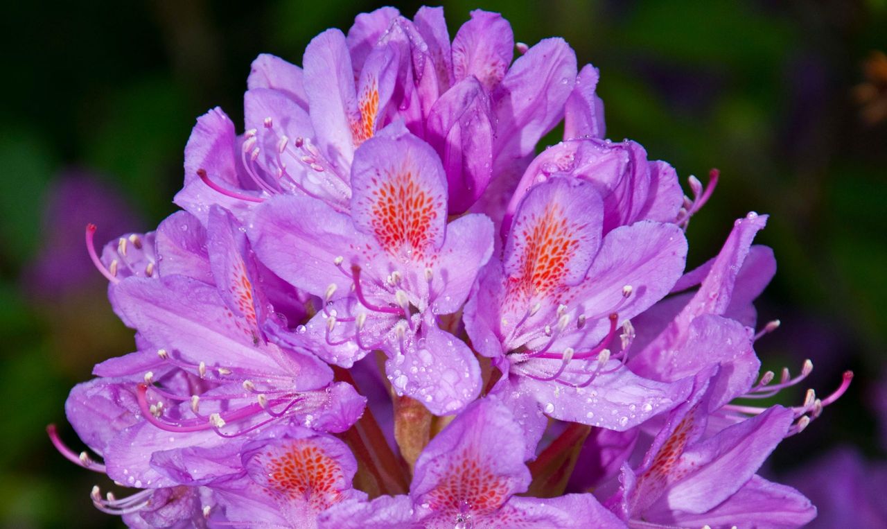 rhododendron ponticum flower