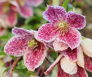 'Freckles' clematis flowers