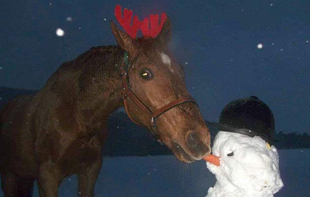 Ruth Geddes&rsquo; 26-year-old warmblood Tam tucks into the snowman