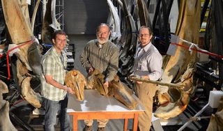 Smithsonian scientists (left to right) Jorge Velez-Juarbe holds the skull of beluga whale; Dave Bohaska holds the skull of Bohaskaia monodontoides; and Nicholas Pyenson with the skull and tusk of a narwhal. They are standing in the marine mammal collections area of the Smithsonian’s National Museum of Natural History.