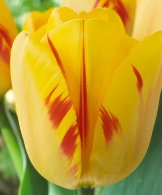 yellow petals with red markings of a tulip 'Olympic Flame'