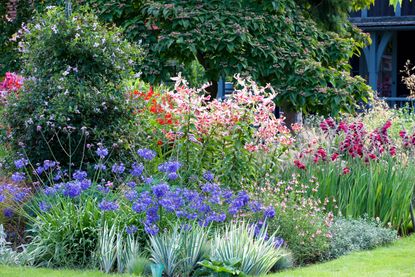 Cottage garden plants showing a colourful border