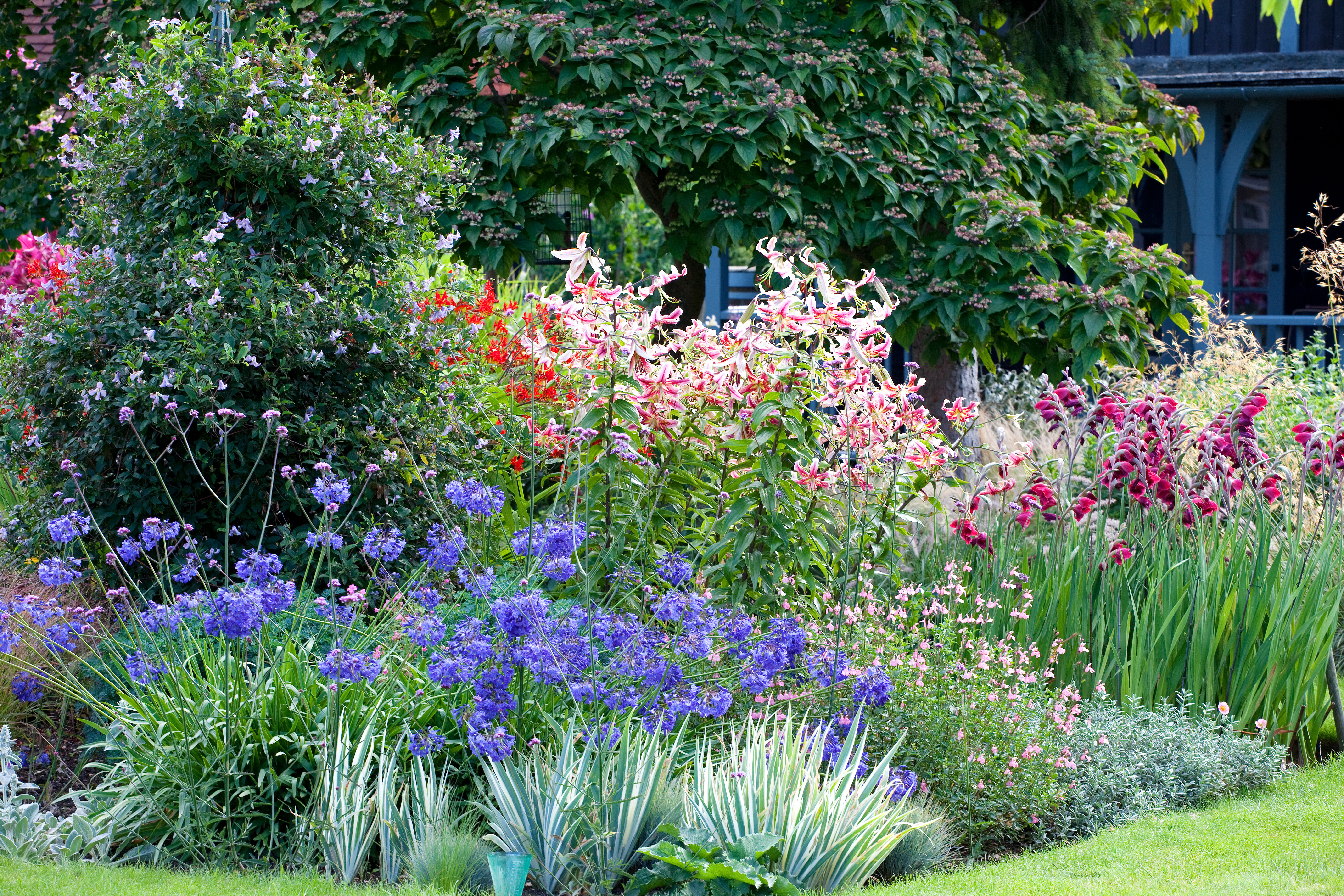 Jardin de cottage de fleurs bleues