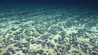 Rocky lumps on the seafloor 