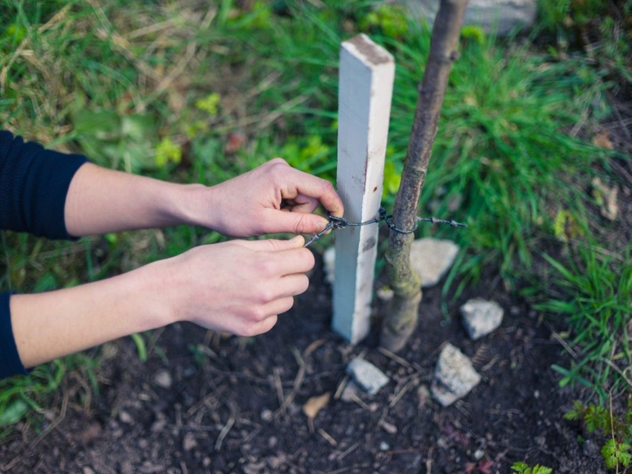 A woman&#039;s hands use wire to attach a tree stake to a small sapling