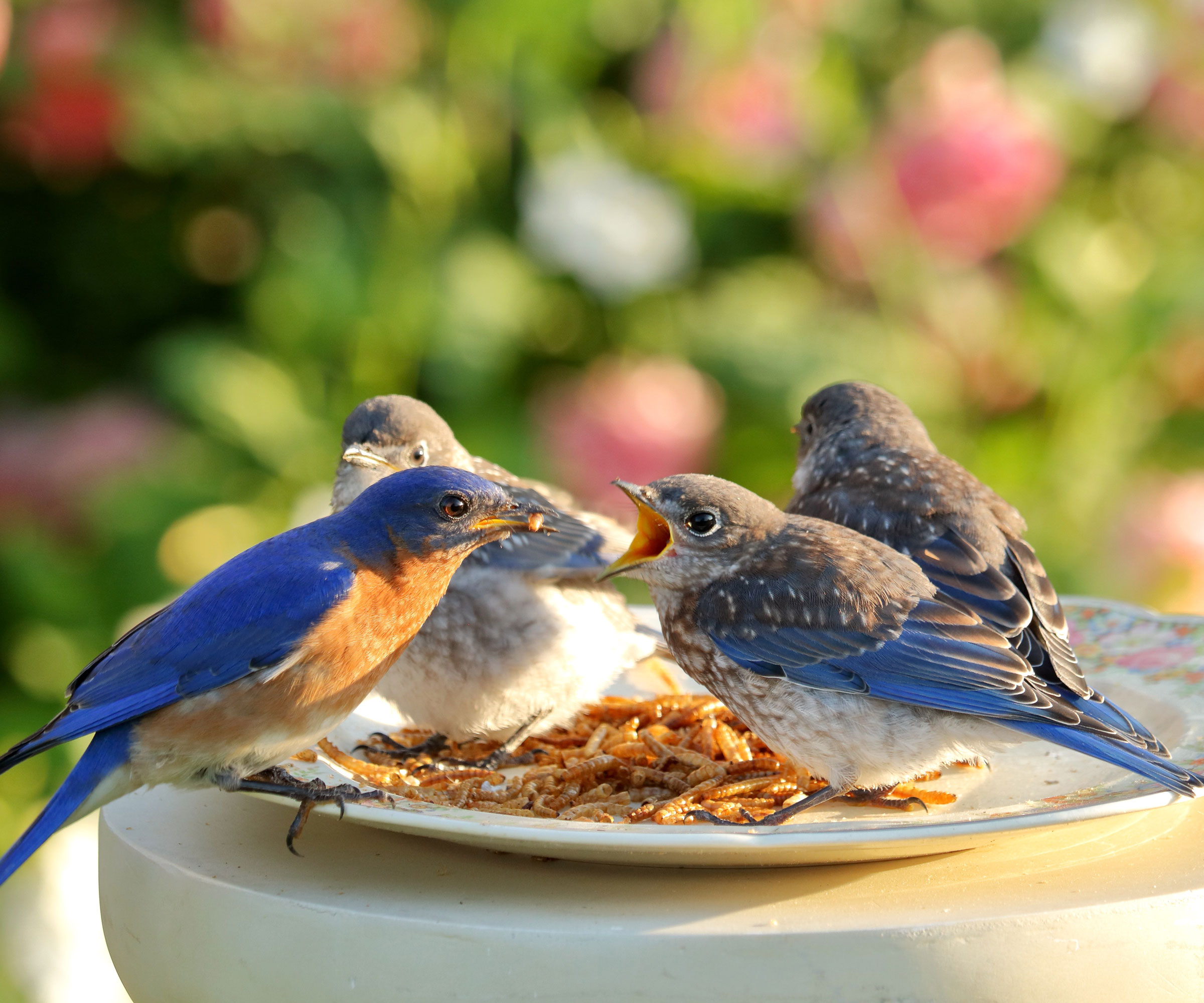bluebird feeding a juvenile a mealworm on feeder plate of mealworms