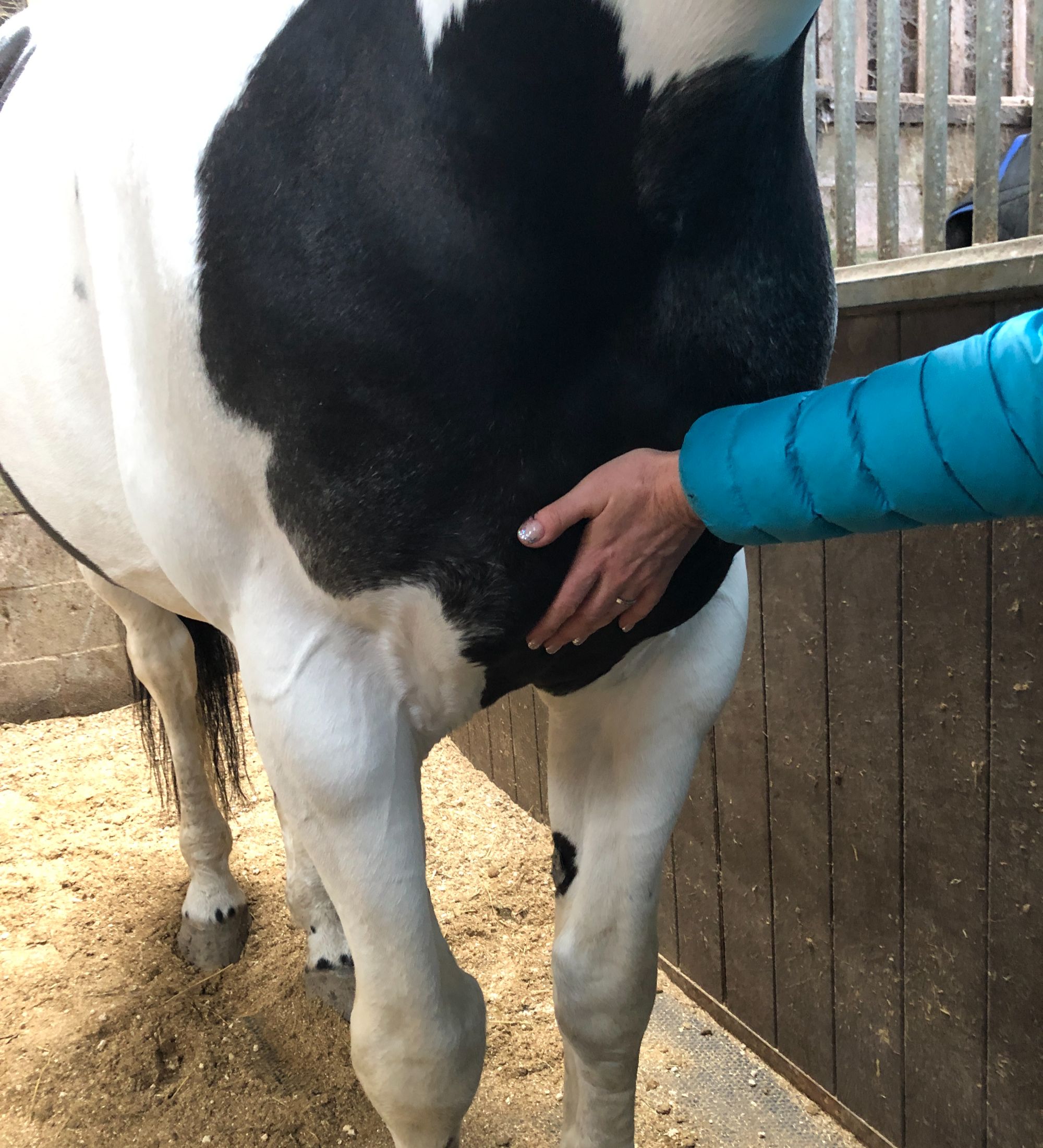 Demonstration of backwards weight push, with physiotherapist&amp;rsquo;s hand on horse&amp;rsquo;s sternum