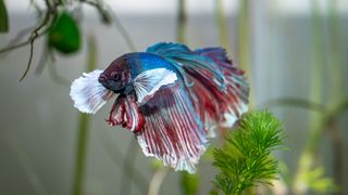 betta fish - blue, white and crimson with flamboyant fins and tail