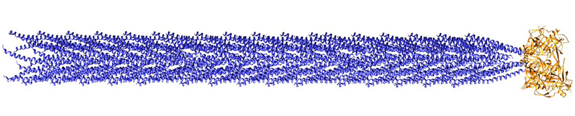 Few, if any, biosensors created by electrospinning — most use enzymes. But enzymes are fragile and don't last long at room temperature. Viruses have more staying power. Shown here is a schematic of the filamentous M13 bacterophage, or virus, which is used to organize the biorecognition elements of a biosensor developed by NSF-supported researchers at UC-Riverside. 