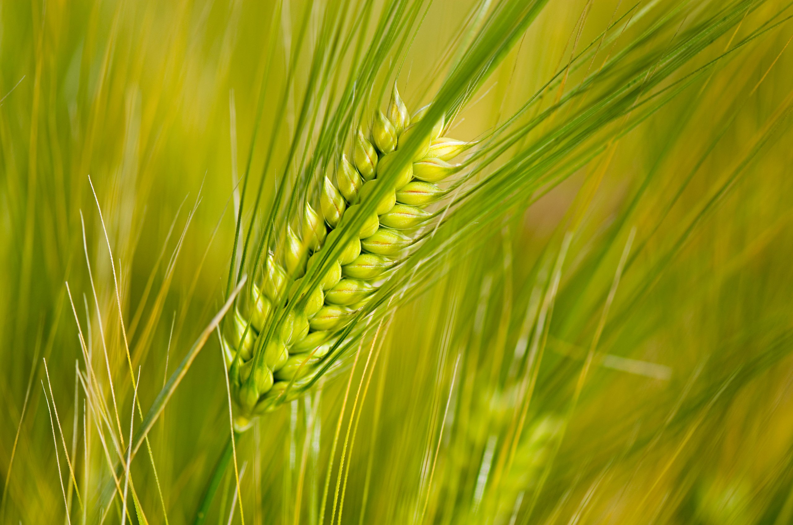 An ear of barley in a field