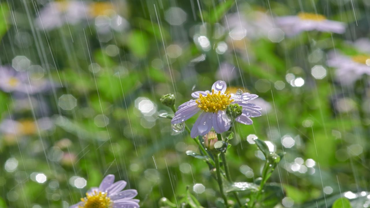 How to protect plants from heavy rain