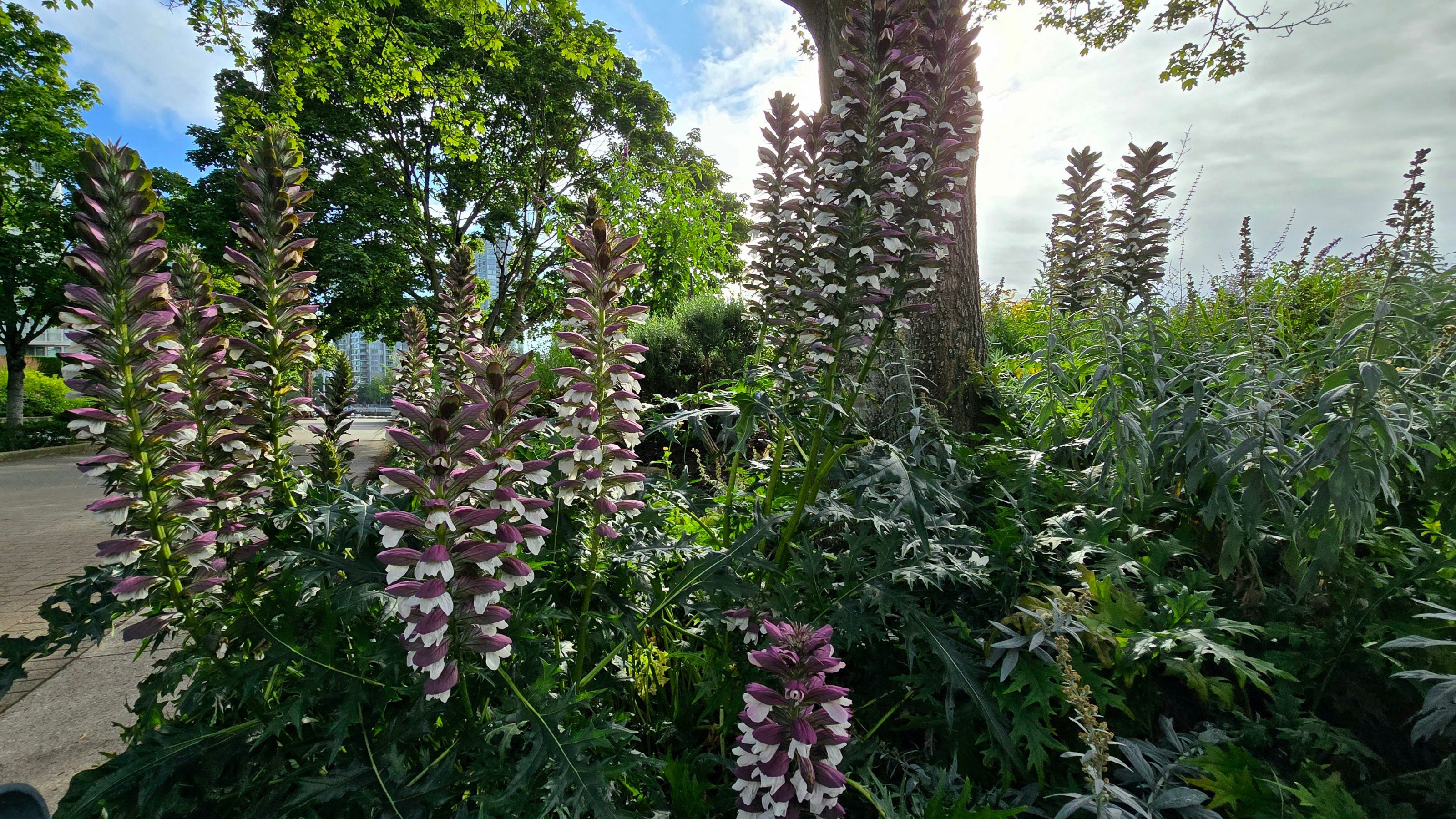Flowering Acanthus mollis growing beneath tree