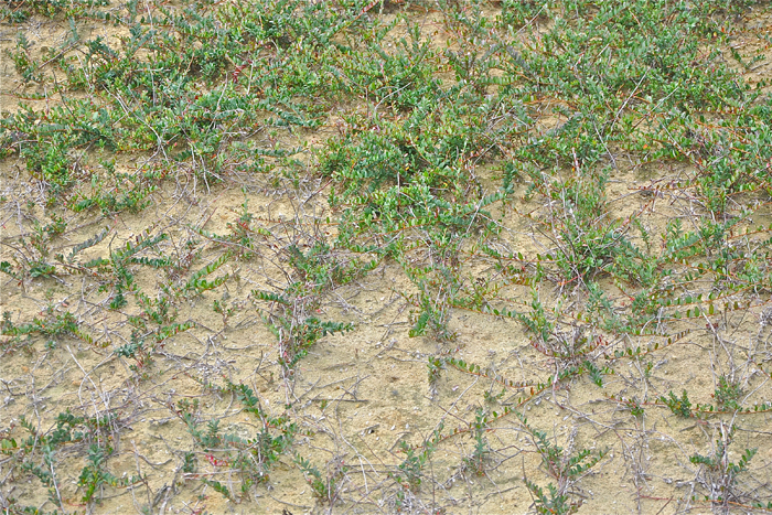 The cranberry plant is a woody, low-growing perennial vine