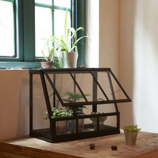 Indoor greenhouse with plants