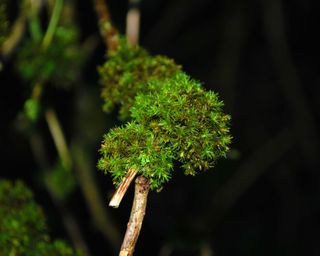 Moss growing on a branch in woodland