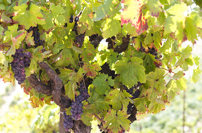 California, Ridge Vineyards, Lytton Springs