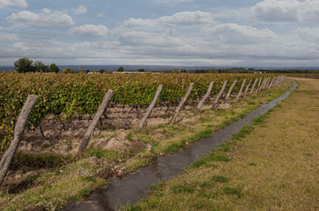VIneyard-apaisada.jpg