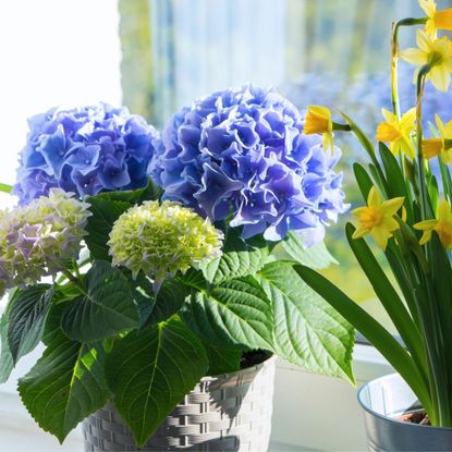 Potted Hydrangea Grown Indoors