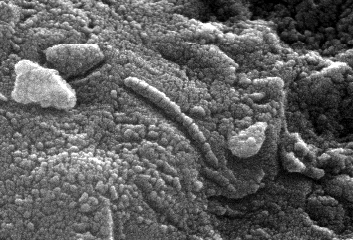 Rope-like and tubular structures within ALH84001 meteorite that were interpreted in 1996 as possibly being fossil bacteria. Twenty years later, that assessment still remains controversial.