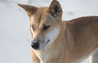 A female dingo, Queensland, Australia. Research shows that although dingos are no longer domesticated, they still retain the ability to read human gestures.