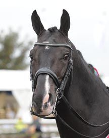 uthopia.jpg