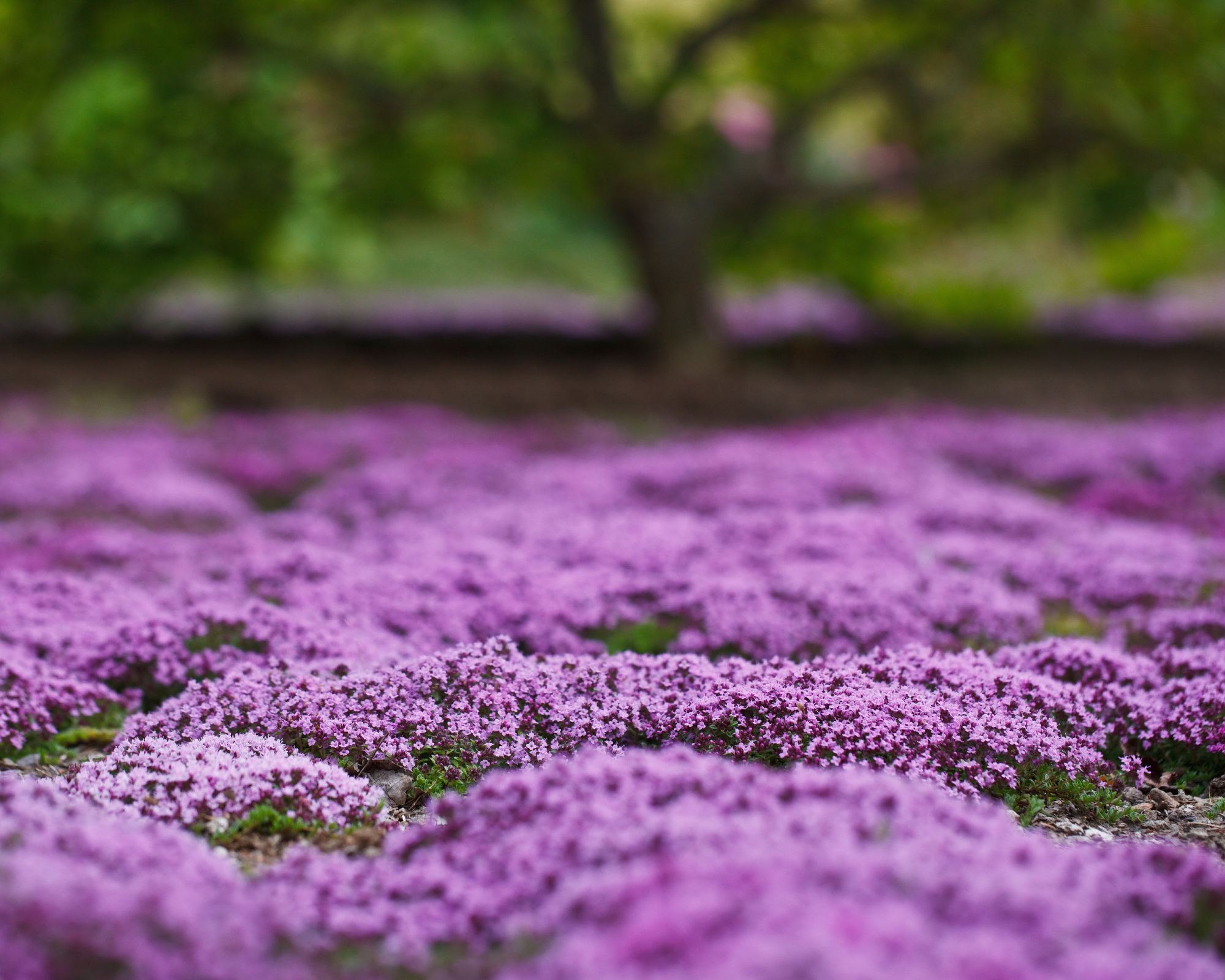 creeping thyme forming an extensive carpet