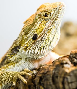 An Australian dragon (Pogona vitticeps), the first lizard ever discovered to have mammalian-like brain patterns during sleep. The discovery, reported April 29 in the journal Science, suggests that the evolution of this brain activity may date back at least 320 million years.