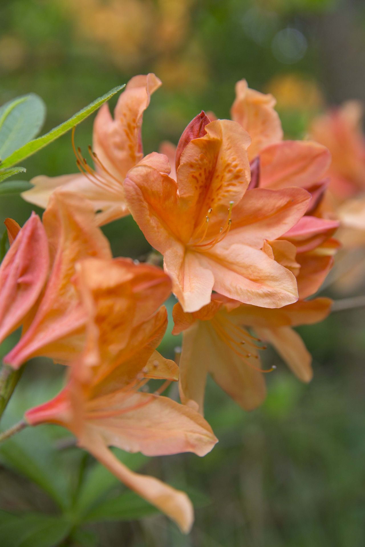 colourful flower