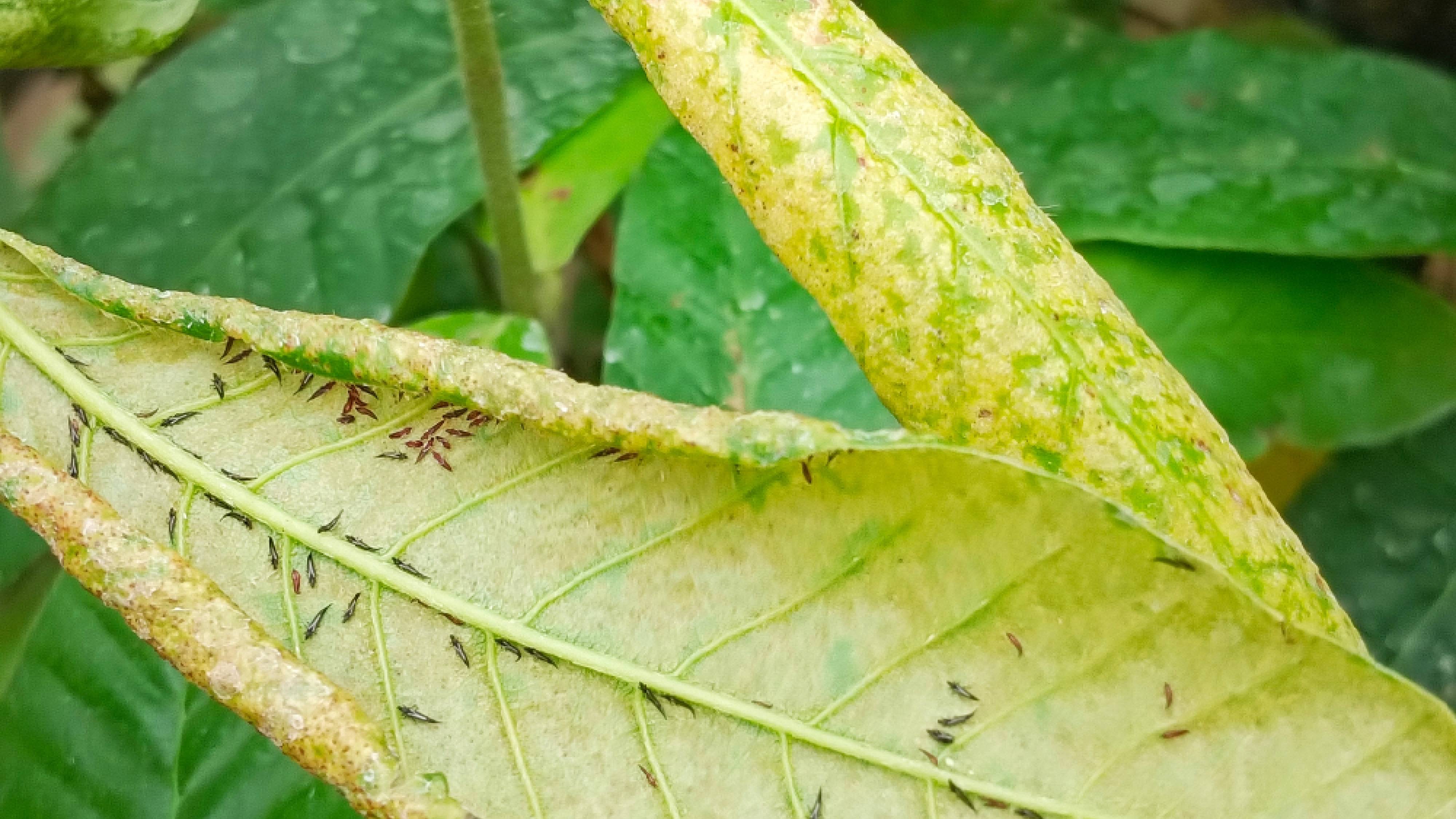 Thrips infestation on rubber tree leaf