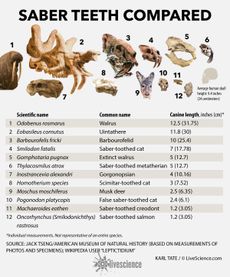 Length of canine teeth in various notable "saber-toothed" animals.
