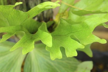 Staghorn Fern Plant