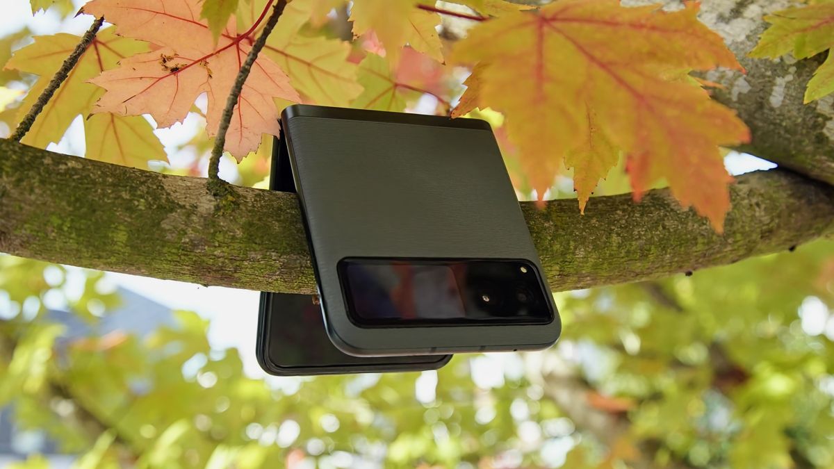 The Razr 2023 on a tree branch