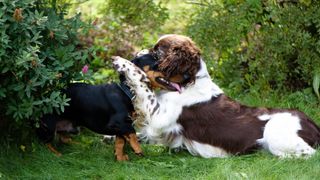 Two dogs outside