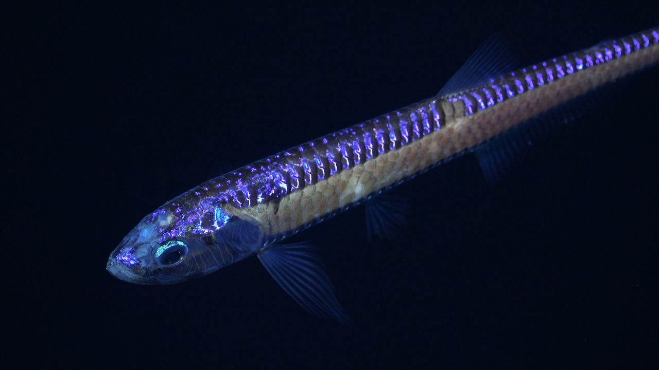 A deep-sea dragonfish spotted off the coast of Chile.