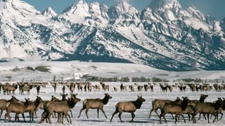 Herd of elk at National Elk Refuge