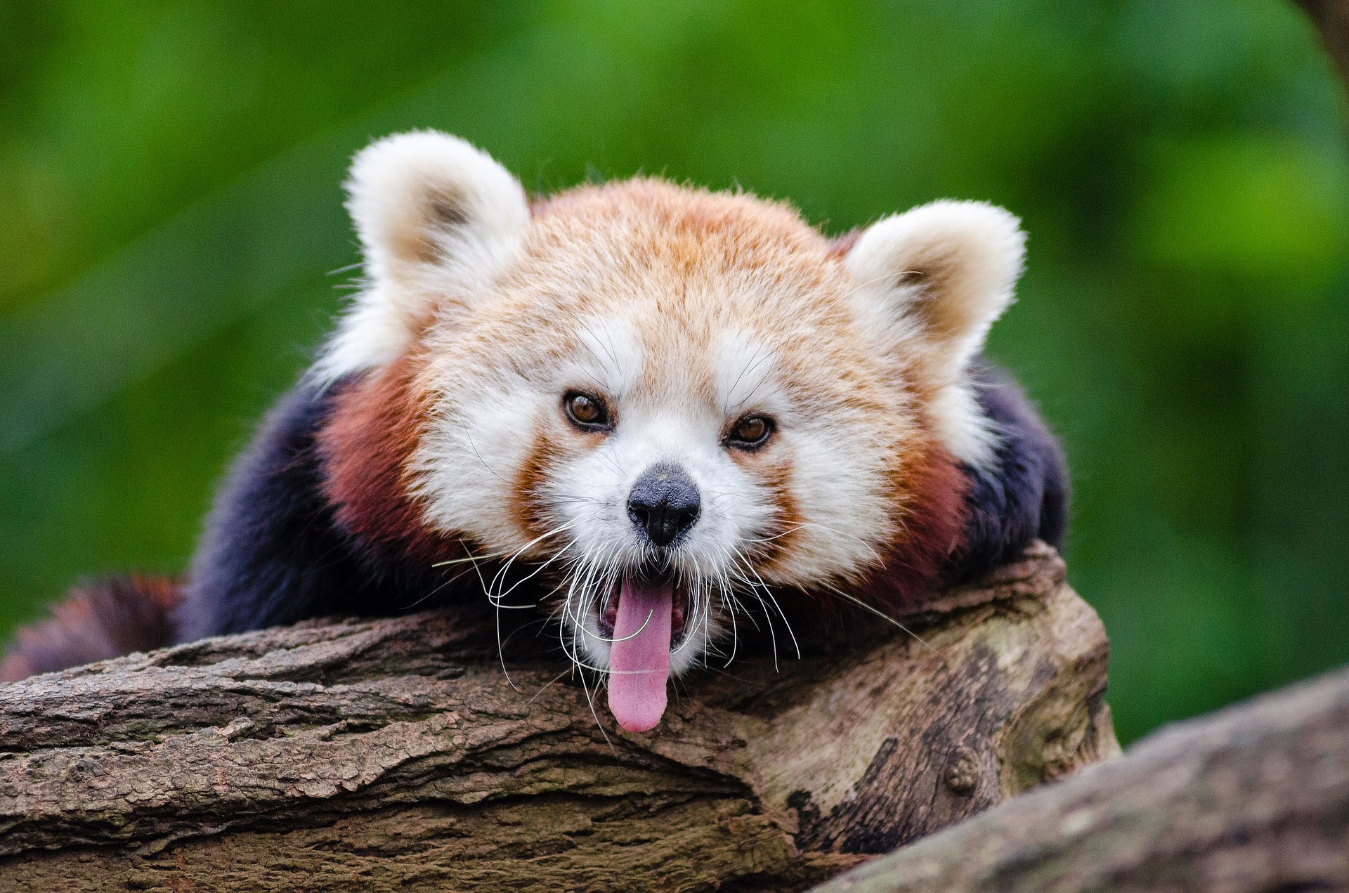 https://pixabay.com/photos/red-panda-yawns-curious-1194506/