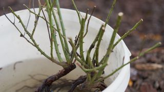 A bare root plant soaking in a tub of water before planting