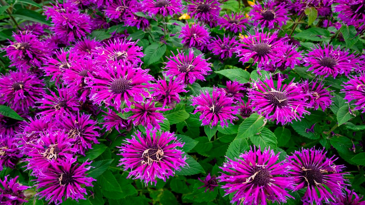 Purple flowers of monarda bee balm