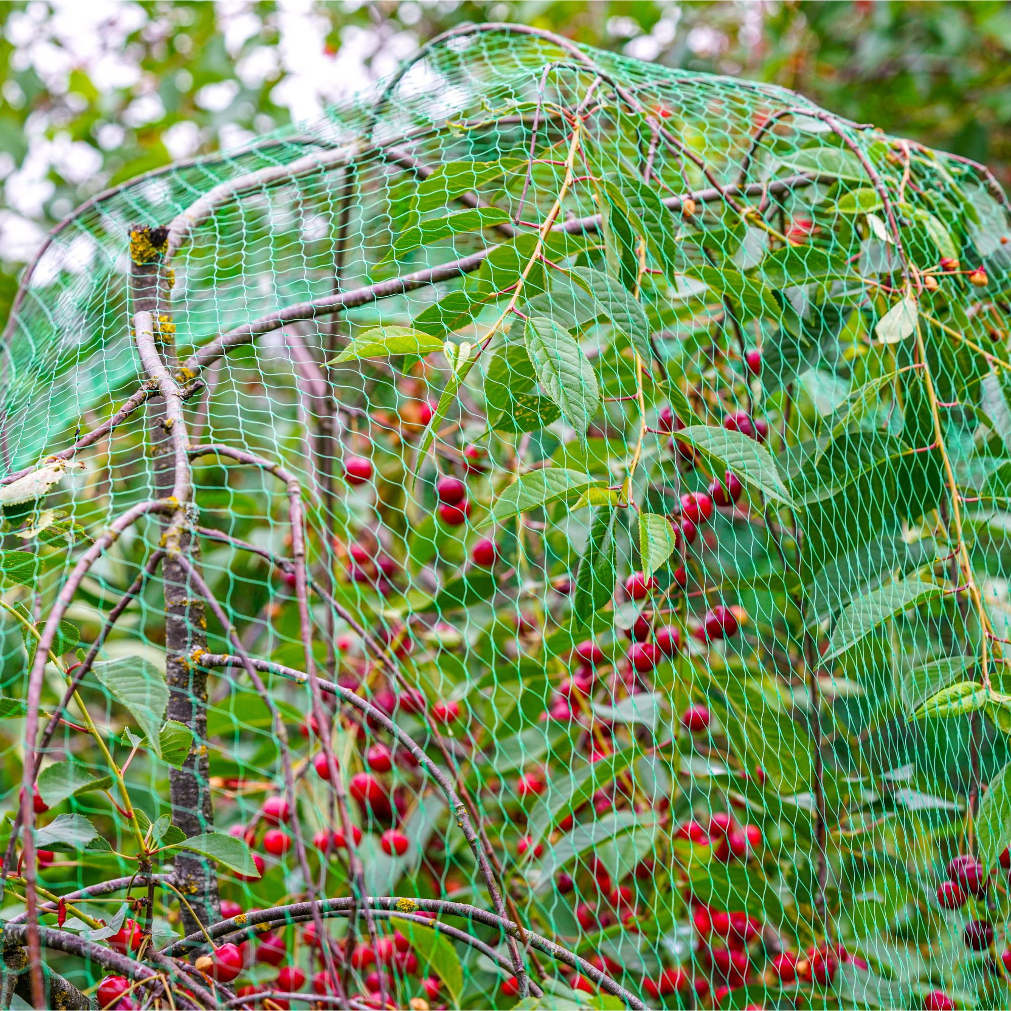 Cherry tree with cherries surrounded by green protective mesh netting