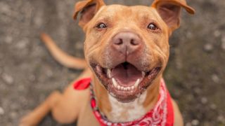 A very happy, smiling, brown pit bull wearing a red bandana