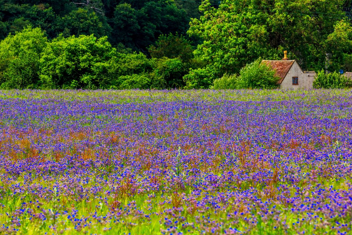www.countrylife.co.uk